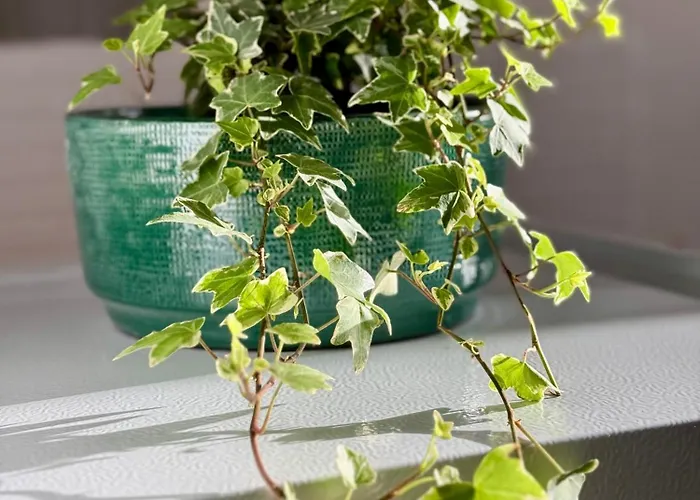 Glamour 公寓式酒店